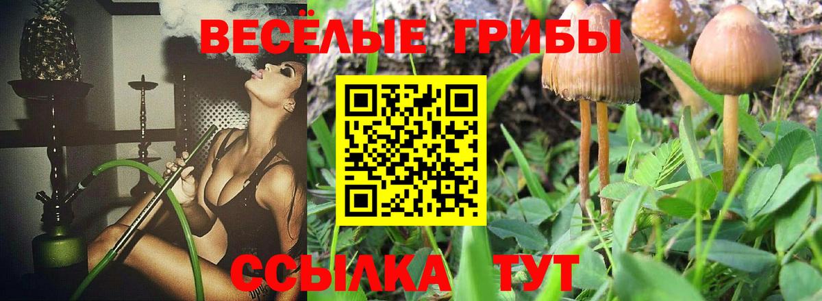 Псилоцибиновые грибы Cubensis Тайшет